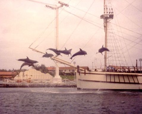 7 delfiini ilmassa. Kuvan otti Pivi Malo