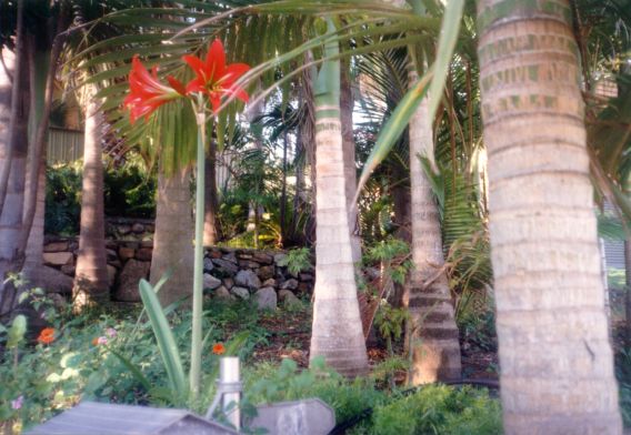 Amaryllis palmujen alla. Kuvan otti Pivi Malo