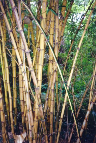 Bambu. Kuvan otti Pivi Malo