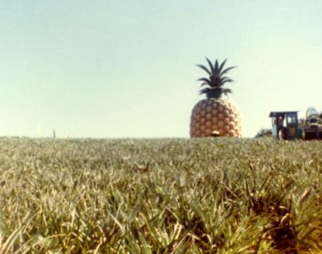 Iso ananas -teemapuisto. Kuvan otti Pivi Malo