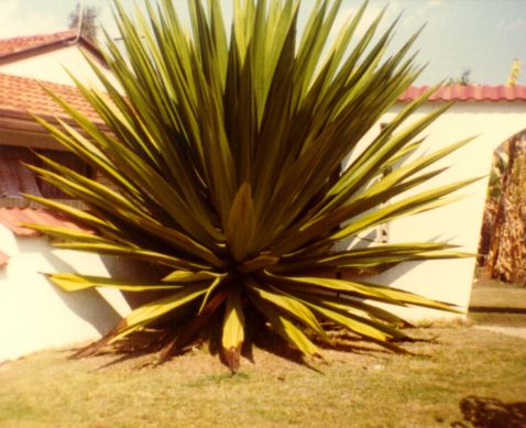 Kaktus. Kuvan otti Pivi Malo