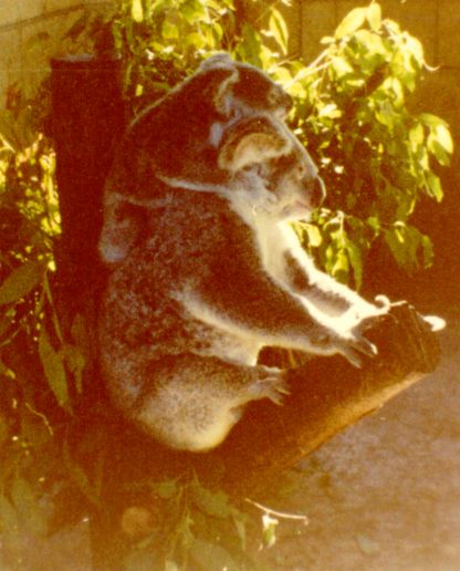 Koala ja sen poikanen. Kuvan otti Pivi Malo