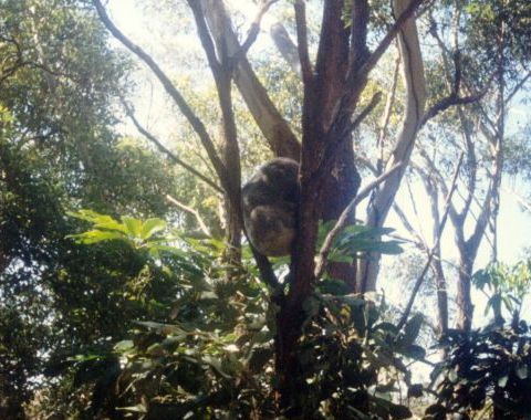 Koala torkkuu. Kuvan otti Pivi Malo