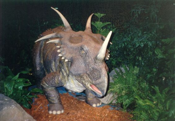Triceratops. Kuvan otti Pivi Malo