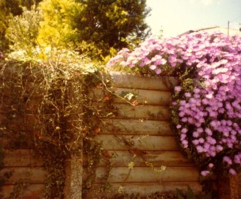 Aster amellus. Kuvan otti Pivi Malo