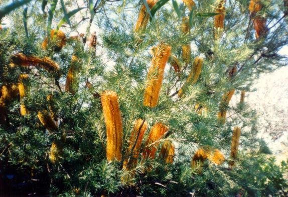 Banksia. Kuvan otti Pivi Malo