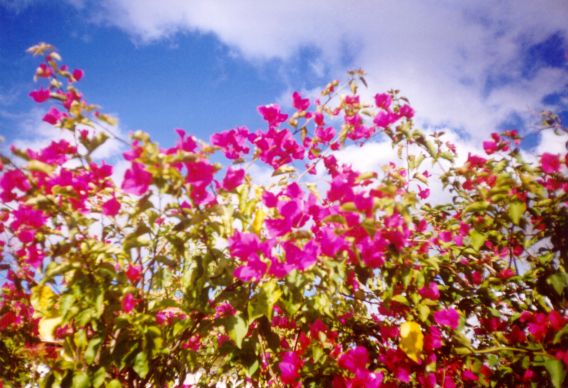 Bougainvillea. Kuvan otti Pivi Malo