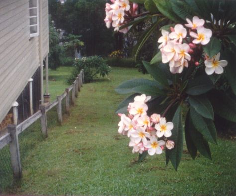 Frangipani. Kuvan otti Pivi Malo