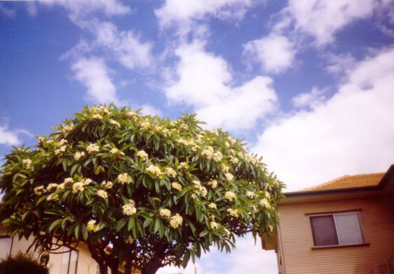 Frangipani. Kuvan otti Pivi Malo