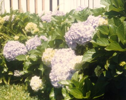 Hortensia eli hydrangea. Kuvan otti Pivi Malo