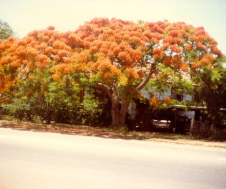 Poinciana. Kuvan otti Pivi Malo