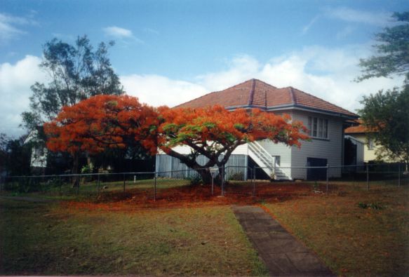 Poinciana. Kuvan otti Pivi Malo