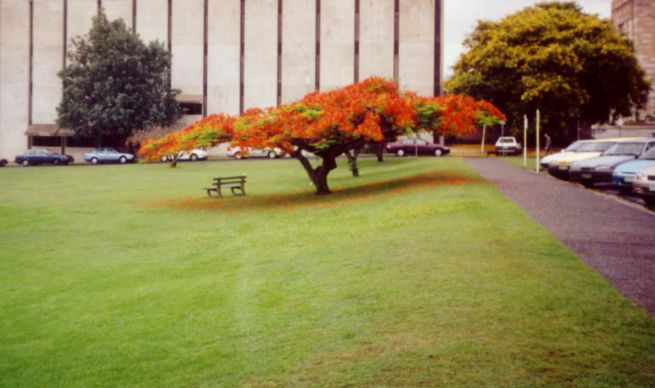 Poinciana. Kuvan otti Pivi Malo