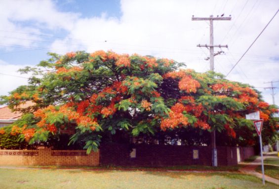 Poinciana. Kuvan otti Pivi Malo