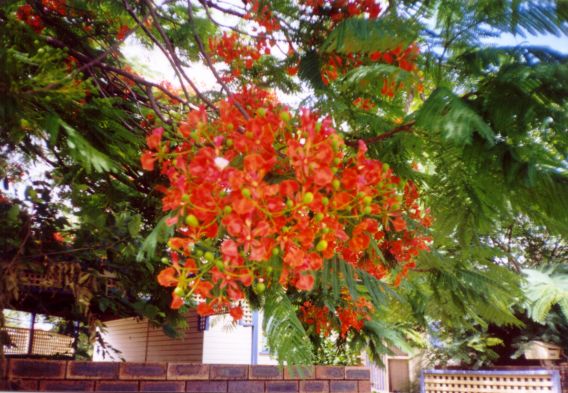 Poinciana. Kuvan otti Pivi Malo