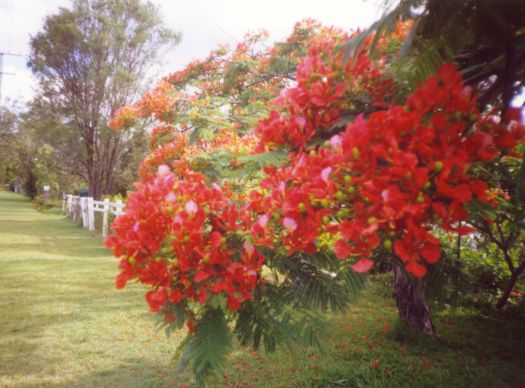 Poinciana. Kuvan otti Pivi Malo