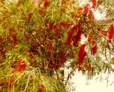 Pulloharja eli callistemon. Kuvan otti Pivi Malo